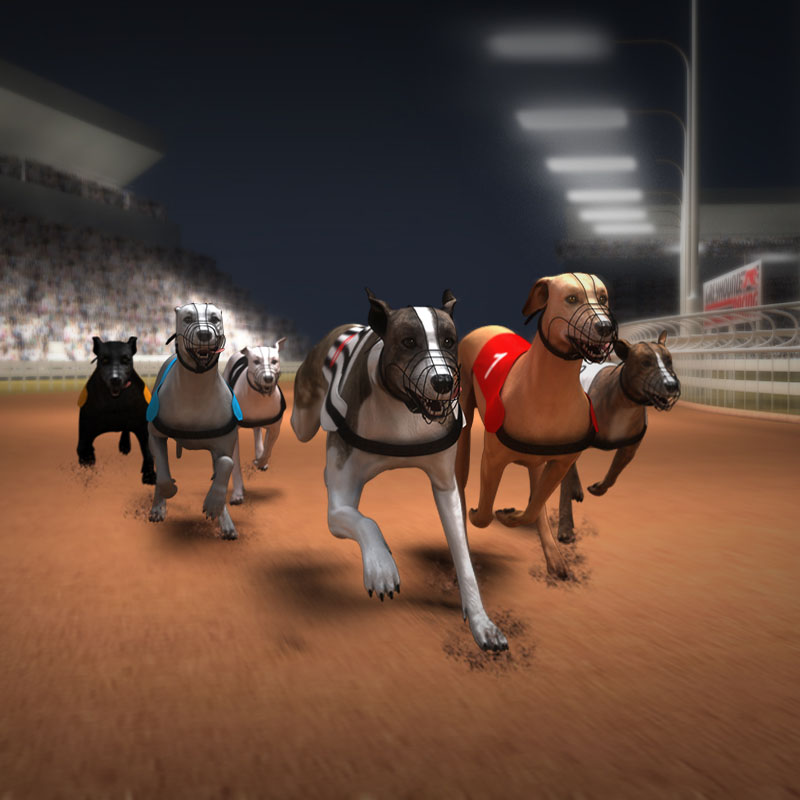 Greyhound Racing